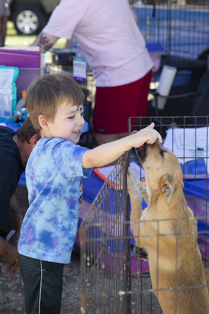 Petfest
